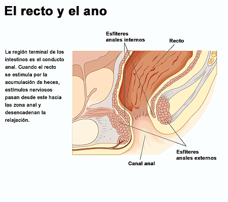 recto